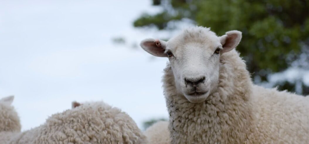 Lambswool and Tokowool